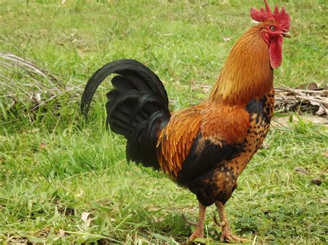 Animal cock. Things To Know About Animal cock. 